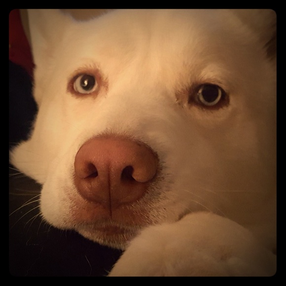 Meet your Posher, Whitewolf - Picture 2 of 3